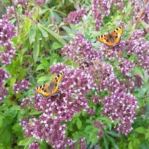 Mäkimeirami (Origanum vulgare) - Kaksi värikästä perhosta lepäämässä violetinpunaisilla kukinnoilla vehreällä niityllä.