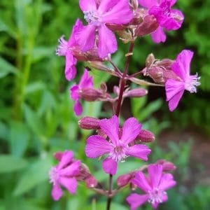 Mäkitervakko – Silene viscaria (syn. Viscaria vulgaris, Lychnis viscaria) – vaaleanpunaiset kukat läheltä kuvattuna.