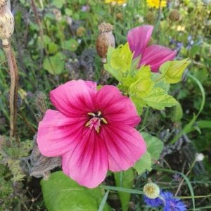 Maloppi (Malope trifida) kirkkaan vaaleanpunaisella kukalla, taustalla vihreitä lehtiä ja muita kasveja.