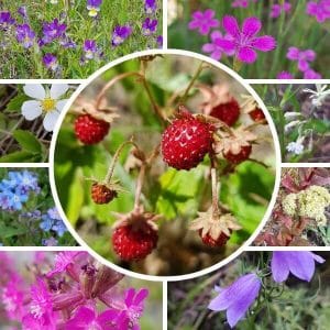 Mansikka-apaja siemenseos, kollaasikuva, jossa keskiössä punaisia ahomansikoita ja ympärillä erilaisia luonnonkukkia.