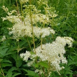 Mesiangervo (Filipendula ulmaria) - valkoiset, tuoksuvat kukinnot ja vehreä lehdistö.
