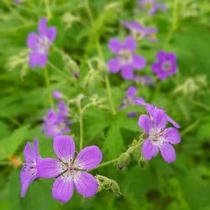Metsäkurjenpolvi (Geranium sylvaticum), lähikuva vaaleanvioleteista kukista vihreän kasvuston keskellä.