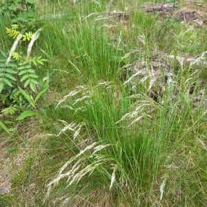 Metsälauha (Deschampsia flexuosa, Kruståtel) – luonnollinen ja keveä heinäkasvi kuiville ja puolivarjoisille paikoille.