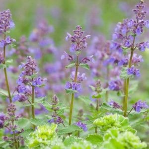 Mirrinminttu (Nepeta × faassenii), sinivioletit kukinnot ja vihreät lehdet.