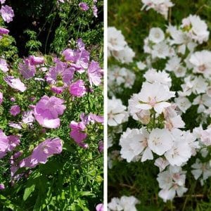 Myskimalva (Malva moschata) kahdessa värissä, punaisena ja valkoisena, koristaa vehreää puutarhaa kauniilla kukillaan.