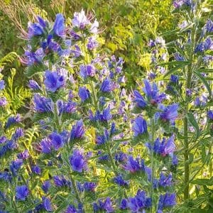 Neidonkieli (Echium vulgare), jossa sinisiä ja violetteja kukkia, aurinkoisessa ympäristössä.