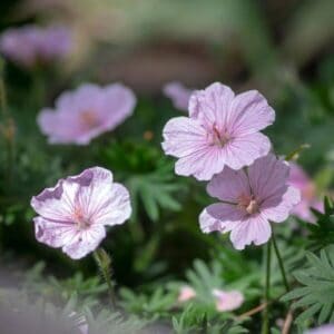 Neidonkurjenpolvi (Geranium sanguineum var. striatum) – vaaleanpunaisia kukkia vihreää lehdistöä vasten.