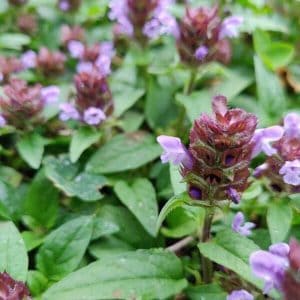 Niittyhumala eli ahoniittyhumala (Prunella vulgaris), lähikuva sini-violeteista kukinnoista.