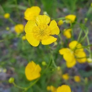 Niittyleinikki (Ranunculus acris) keltakukkaisena ja hehkeänä niityllä.