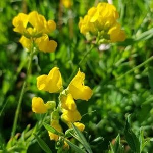 Niittynätkelmä (Lathyrus pratensis), lähikuva kirkkaankeltaisista kukista vehreässä ympäristössä.