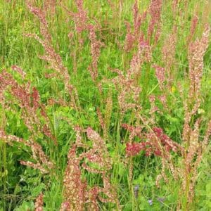 Niittysuolaheinä (Rumex acetosa) – punertavat kukinnot niityllä.