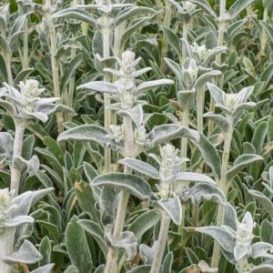 Nukkapähkämö (Stachys byzantina, Lammöron), hopeanharmaa ja pehmeälehtinen koriste- ja maanpeitekasvi puutarhaan.