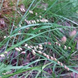 Nuokkuhelmikkä (Melica nutans) – Slokgräs, pitkät vihreät lehdet ja koristeelliset siemenlatvat metsäisessä ympäristössä.