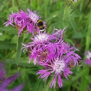 Nurmikaunokki (Centaurea phrygia). Näyttävät violetit kukinnot houkuttelevat kimalaisen ruokailemaan.