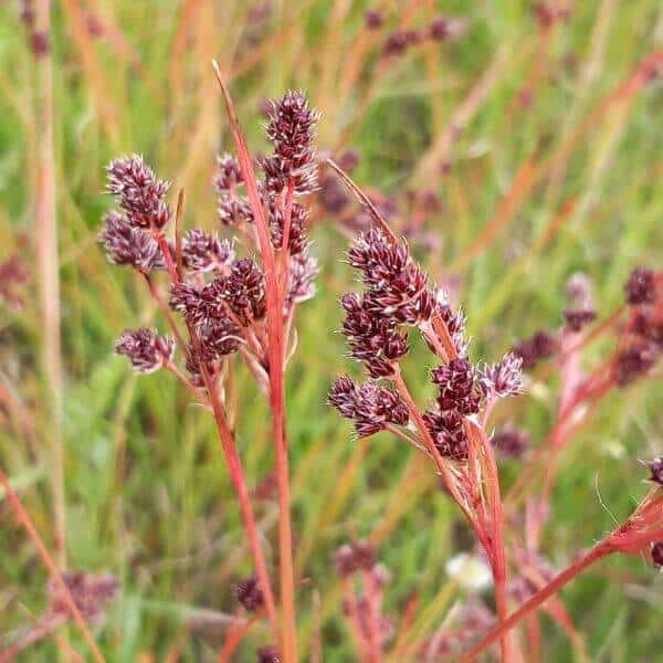 Nurmipiippo (Luzula multiflora) – punaruskeat kukinnot ja heinämäinen kasvusto luonnonniityllä.