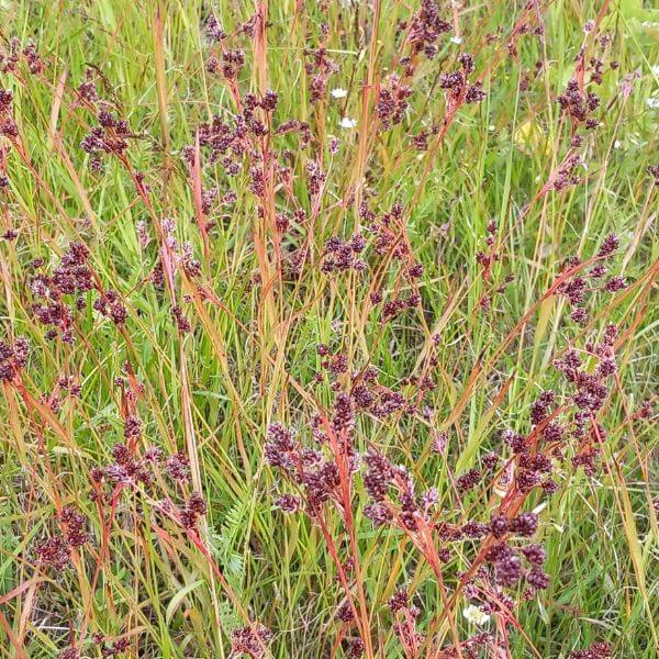 Nurmipiippo (Luzula multiflora) – tiheä kasvusto niityllä, punaruskeat kukinnot erottuvat vihreästä taustasta.
