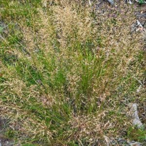 Nurmirölli (Agrostis capillaris, Rödven) ilmavia, vaaleanruskeita röyhyjä luonnollisessa kasvuympäristössä.