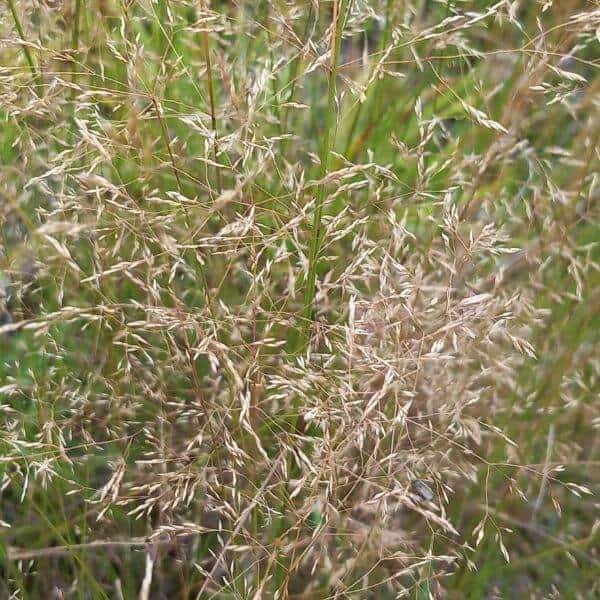 Nurmirölli (Agrostis capillaris, Rödven) ja sen sirot, vaaleanruskeat röyhyt lähikuvassa.