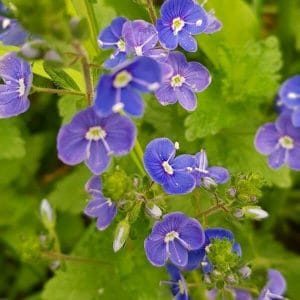 Nurmitädyke – Veronica chamaedrys, jonka pienet siniset kukat koristavat vihreitä lehtiä.