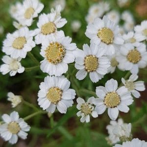 Ojakärsämö (Achillea ptarmica). Lähikuva valkoisista, nappimaisista kukista vihreää taustaa vasten.