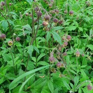 Ojakellukka (Geum rivale) kasvustoa, jossa näkyy kellomaisia kukintoja ja rehevää vihreää lehdistöä.