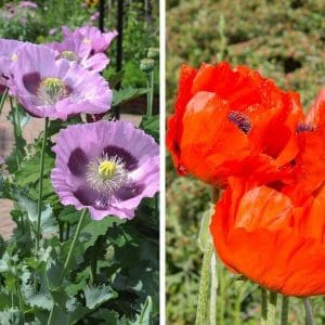Oopiumunikko (Papaver somniferum), lilan ja punaisen sävyissä.