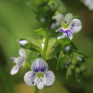 Orvontädyke (Veronica serpyllifolia, Majveronika) – pienet valkoiset kukat sinisillä juovilla lähikuvassa.
