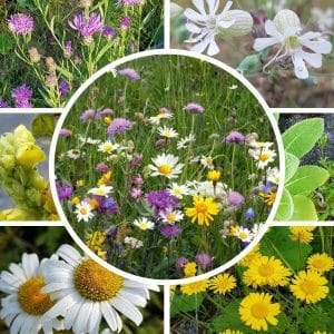 Paahdeniitty siemenseos – korkeat niittykukat kollaasi. Keskellä värikäs kukkaniitty, ympärillä muita luonnonkukkia.