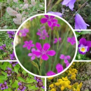 Paahdeniitty siemenseos – matalat niittykukat. Keskellä ketoneilikka, ympärillä jänönapila, kissankello yms.