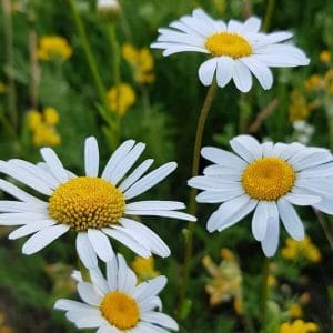 Päivänkakkara (Leucanthemum vulgare) – perinteinen valkoinen niittykukka keltainen keskusta.