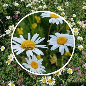 Päivänkakkaraniitty siemenet, jossa keskellä lähikuva päivänkakkarasta luonnon niityllä.