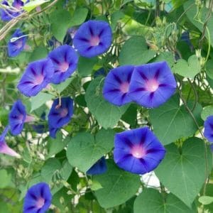 Päivänsini (Ipomoea tricolor) – sinisiä kukkia vihreän lehvästön keskellä.