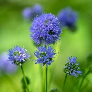 Pallerokiurunkukka (Gilia leptantha) – siniset, pallomaiset pallerokiurunkukan kukinnot vihreässä taustassa.