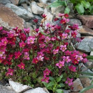 Patjarikko (Saxifraga × arendsii) kukkii loistokkaasti vaaleanpunaisen ja punaisen sävyissä kivikkoisessa ympäristössä.