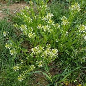 Peltotaskuruoho (Thlaspi arvense) kukassa luonnonympäristössä.