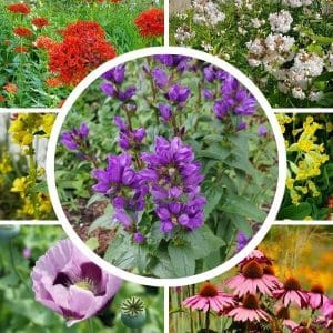 Perennaniitty siemenseos – Kollaasi perennaniityn siemenseoksen kasveista. Keskellä peurankello.