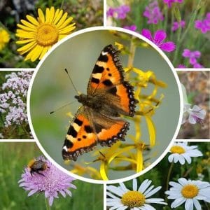 Perhosniitty siemenseos – Kollaasi perhosniityn siemenseoksen kasveista. Keskellä nokkosperhonen keltaisella kukalla.