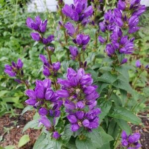 Peurankello (Campanula glomerata). Läikuva, jossa näkyvät peurankellon tiheät ja violetit kukinnot.