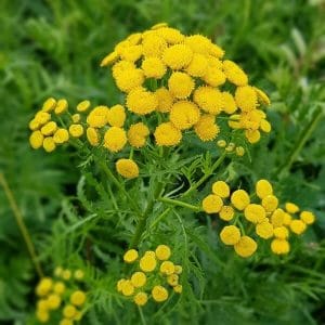 Pietaryrtti (Tanacetum vulgare), kirkkaankeltaiset nappikukat lähikuvassa.