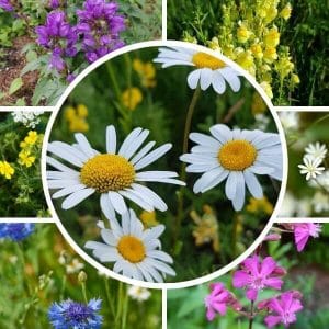 Pihaniitty siemenseos – Seoksen kukkia, kuten päivänkakkara, peurankello, keltakannusruoho ja muita luonnonkukkia.