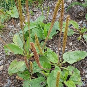 Piharatamo (Plantago major) maanpeittokasvi, jonka vihreät lehdet ja pitkät siemenvarret kasvavat sorapohjaisella maalla.