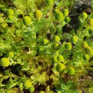 Pihasaunio (Matricaria discoidea) maanpeittokasvi, jossa on vihreitä, nappimaisia kukintoja ja hienoliuskaiset lehdet.