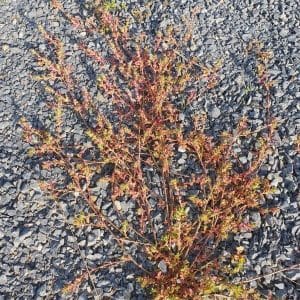 Pihatatar (Polygonum aviculare) kivisellä maaperällä, pitkät haarautuvat varret ja pienet lehdet.