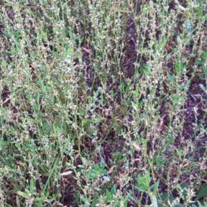 Pihatatar (Polygonum aviculare) kukkii tiheänä kasvustona.
