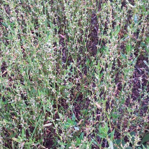 Pihatatar (Polygonum aviculare) kukkii tiheänä kasvustona.