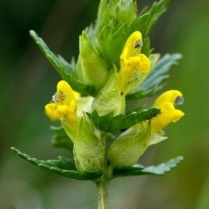 Pikkulaukku (Rhinanthus minor) – lähikuva, jossa näkyy kirkkaankeltaiset, suppilomaiset kukat ja vihreät verhiöt.