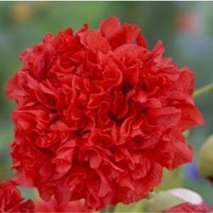 Pioniunikko (Papaver somniferum) – lähikuva kirkkaanpunaisesta pioniunikon täyteläisestä, kerrotusta kukasta.