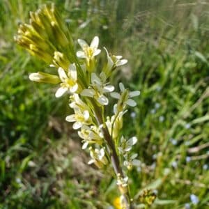 Pölkkyruoho (Arabis glabra) vehreässä ympäristössä.