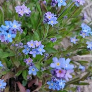 Puistolemmikki eli lehtolemmikki (Myosotis sylvatica) sinisin ja violetein kukin.