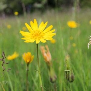 Pukinparta / piennarpukinparta (Tragopogon pratensis) – kirkkaankeltainen pukinparran kukka vihreän ruohikon keskellä.